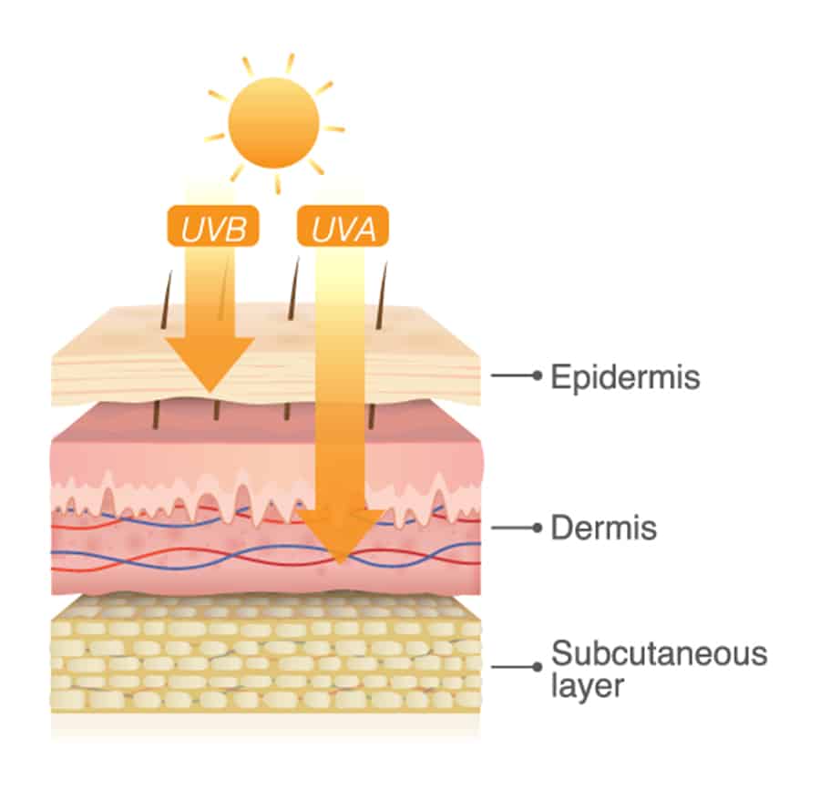 uvb light versus uva light diagram